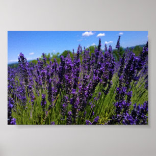 Lavender Farm Poster