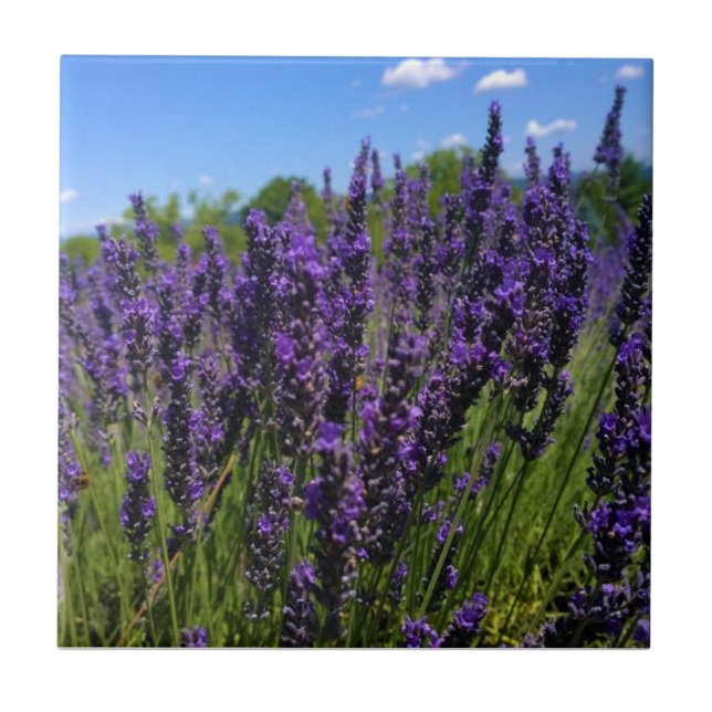 Lavender Farm Tile (Front)
