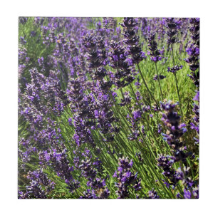 Lavender Farm Tile