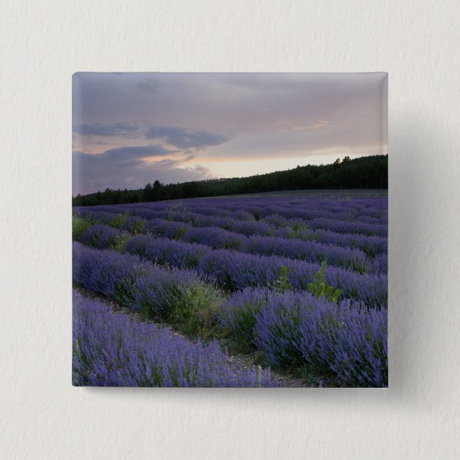 Lavender field at sunset 15 cm square badge (Front)