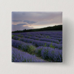 Lavender field at sunset 15 cm square badge