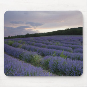 Lavender field at sunset mouse mat