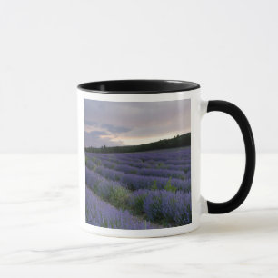 Lavender field at sunset mug