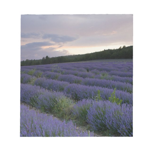 Lavender field at sunset notepad (Front)