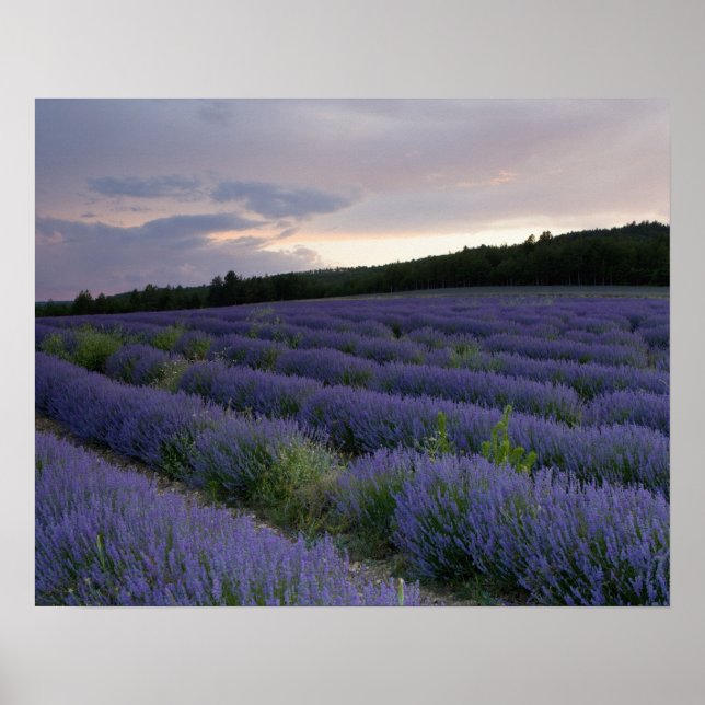 Lavender field at sunset poster (Front)