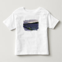 Lavender field at sunset
