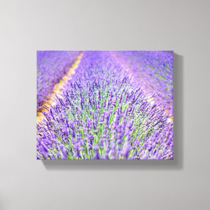 Lavender Field Canvas Print