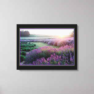 Lavender Field Canvas Print