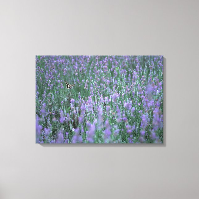 Lavender Field Canvas Print (Front)