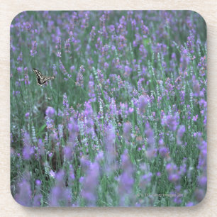 Lavender Field Coaster