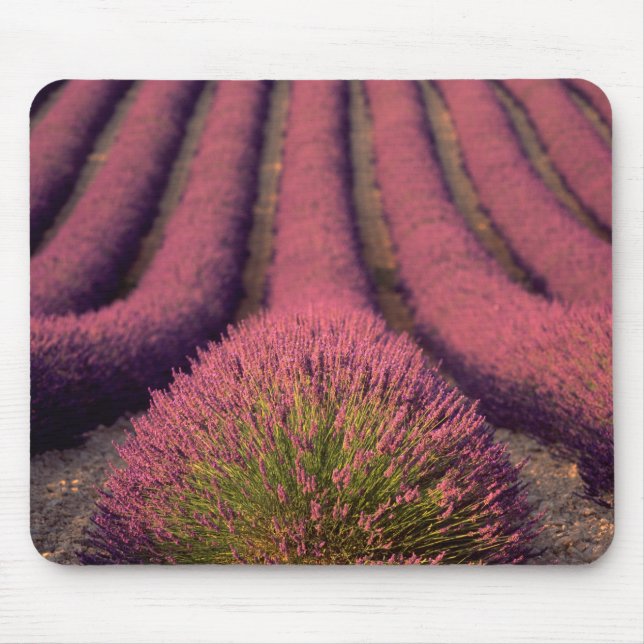 Lavender field in High Provence, France 2 Mouse Mat (Front)