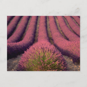 Lavender field in High Provence, France 2 Postcard