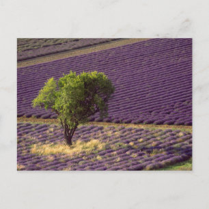 Lavender field in High Provence, France Postcard