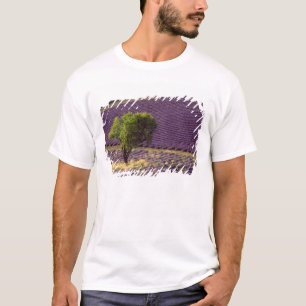 Lavender field in High Provence, France T-Shirt