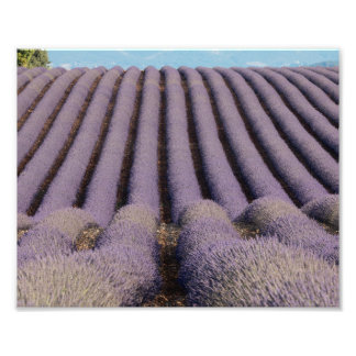 Lavender field in Provence Photo Print