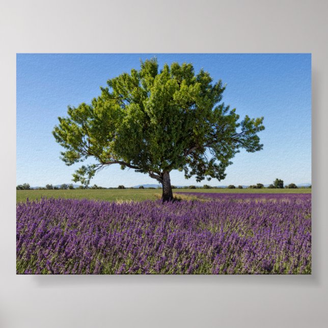 Lavender field in Provence Poster (Front)