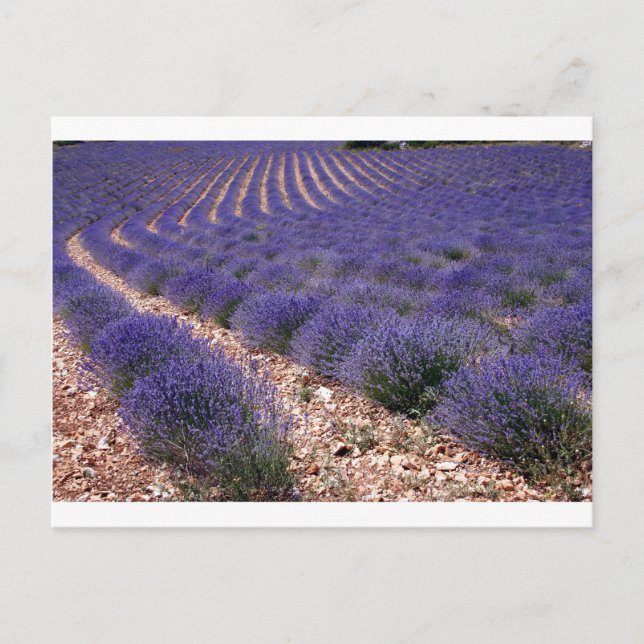 Lavender field postcard (Front)