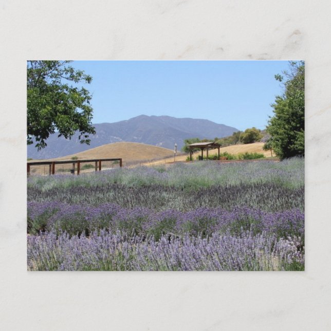 Lavender Field Postcard (Front)