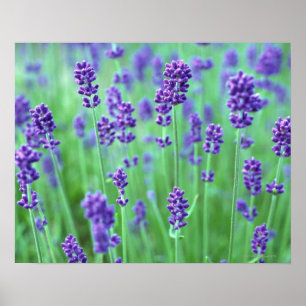 Lavender Field Poster