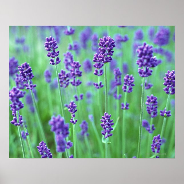 Lavender Field Poster (Front)