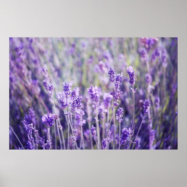 Lavender Field Poster (Front)
