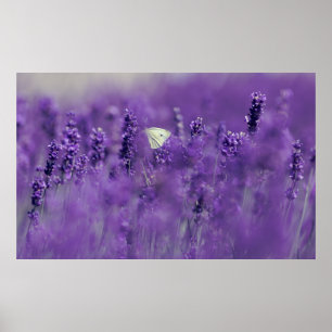 Lavender Field Poster