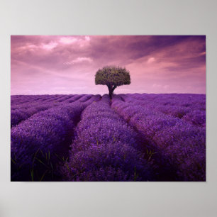 Lavender field poster