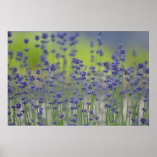 Lavender Field Poster