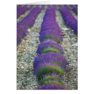 Lavender field, Provence, France