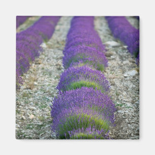 Lavender field, Provence, France Magnet