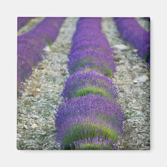 Lavender field, Provence, France Magnet (Front)