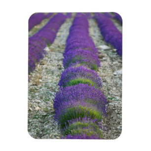 Lavender field, Provence, France Magnet