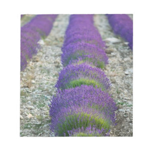 Lavender field, Provence, France Notepad