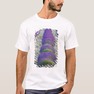 Lavender field, Provence, France T-Shirt