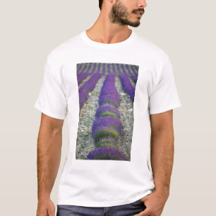Lavender field, Provence, France T-Shirt