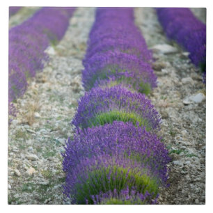 Lavender field, Provence, France Tile