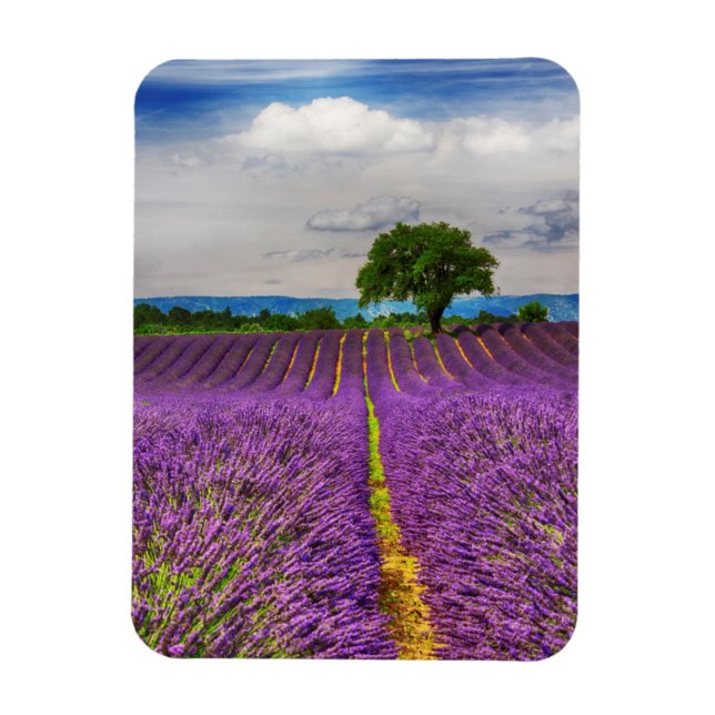 Lavender Field scenic, France Magnet (Vertical)