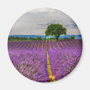 Lavender Field scenic, France Magnet
