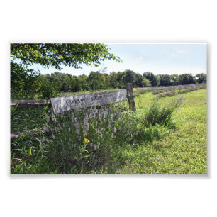 Lavender Field Sign