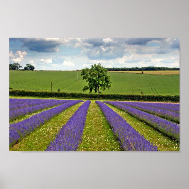 Lavender Field Summer Flowers Cotswolds England Poster (Front)