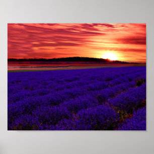 Lavender Field Sunset Poster