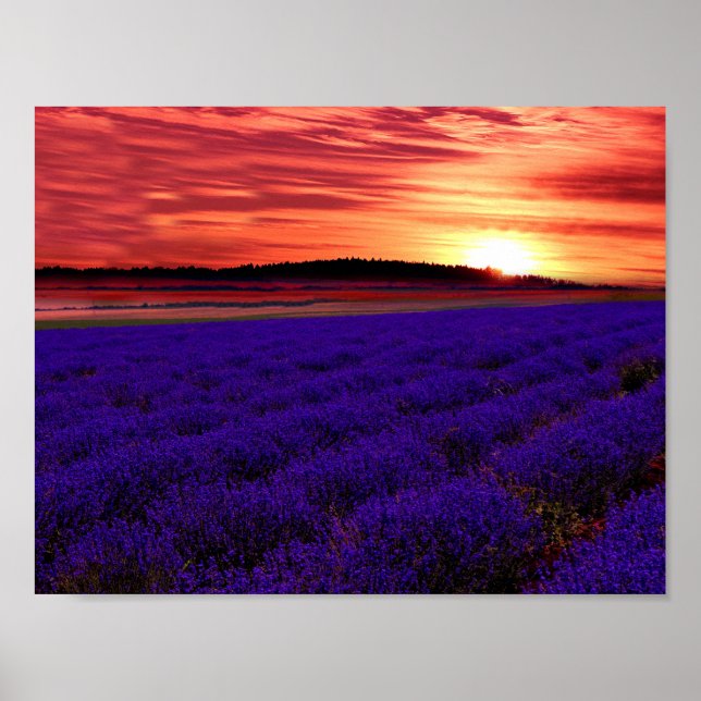 Lavender Field Sunset Poster (Front)