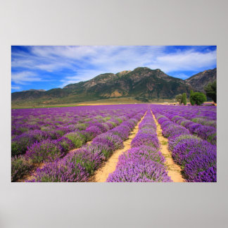 Lavender Fields Forever Poster