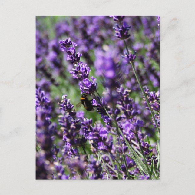 Lavender Fields Postcard (Front)