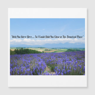 Lavender Fields Postcards