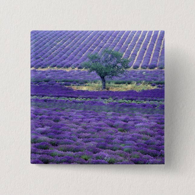 Lavender fields, Vence, Provence, France 15 Cm Square Badge (Front)