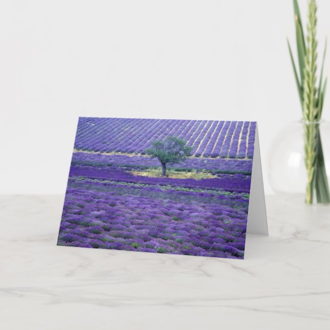 Lavender fields, Vence, Provence, France Card (Front)