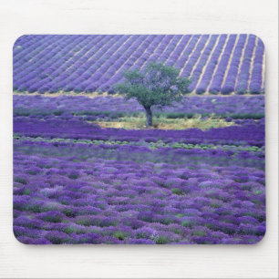 Lavender fields, Vence, Provence, France Mouse Mat