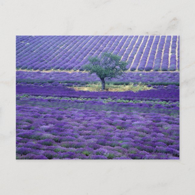 Lavender fields, Vence, Provence, France Postcard (Front)