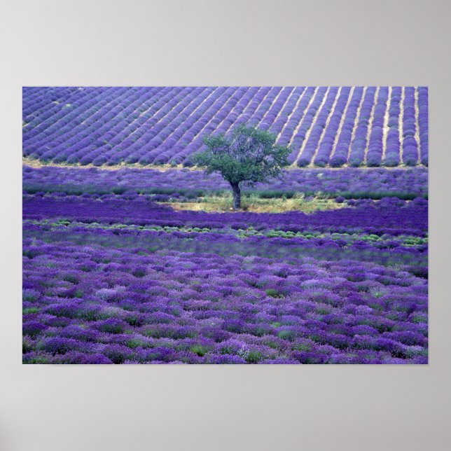 Lavender fields, Vence, Provence, France Poster (Front)